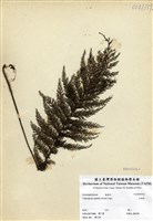 藏品(毛桿蕨)的圖片